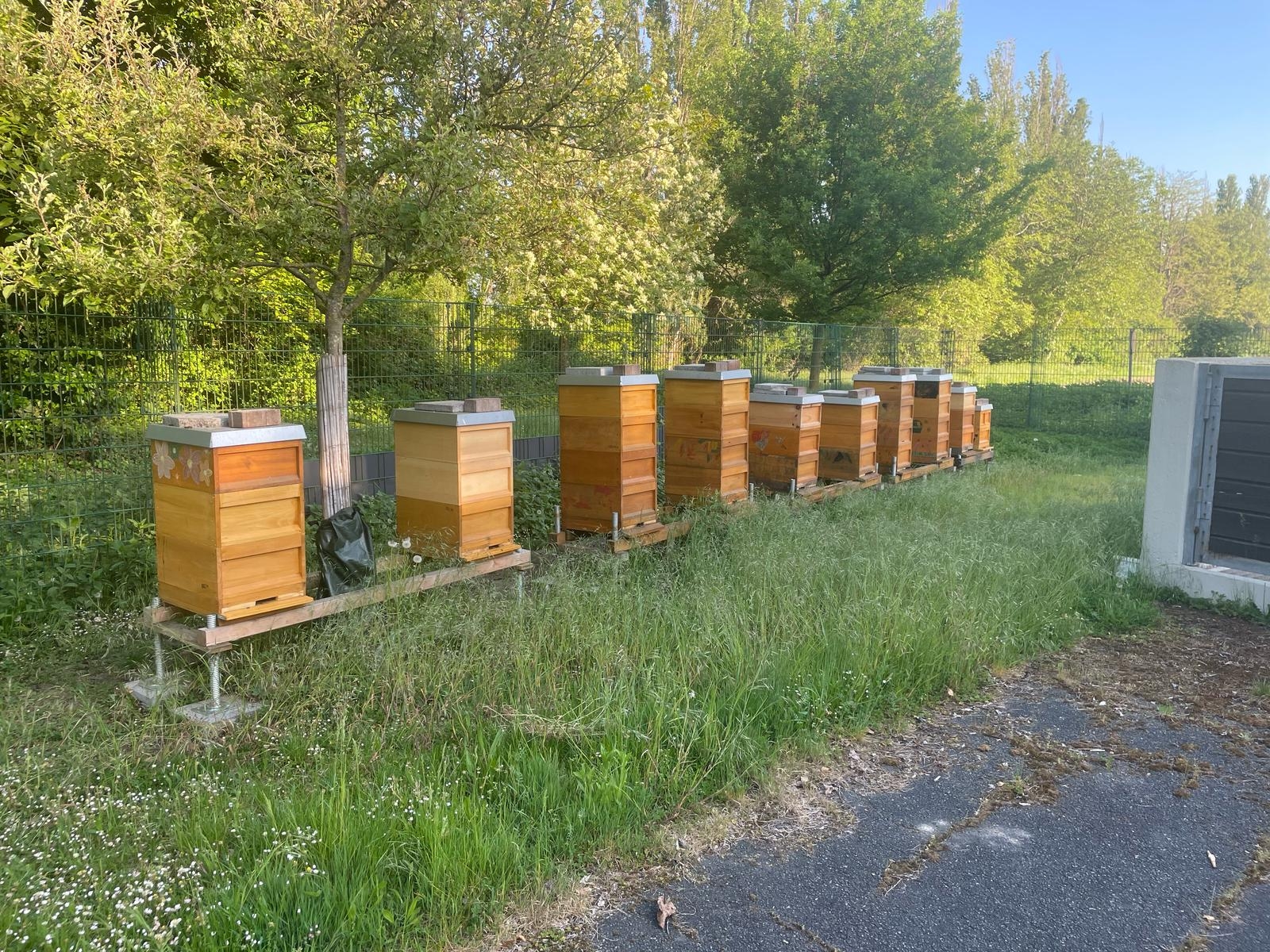 Ungemähter Quadratmeter