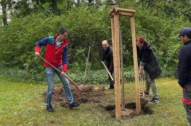 Mehrere Personen pflanzen einen Baum