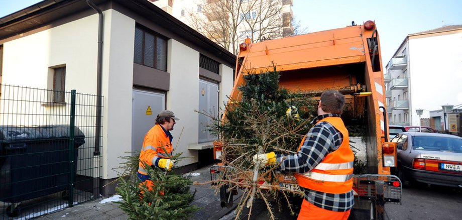 Einsammeln von Weihnachtsbäumen