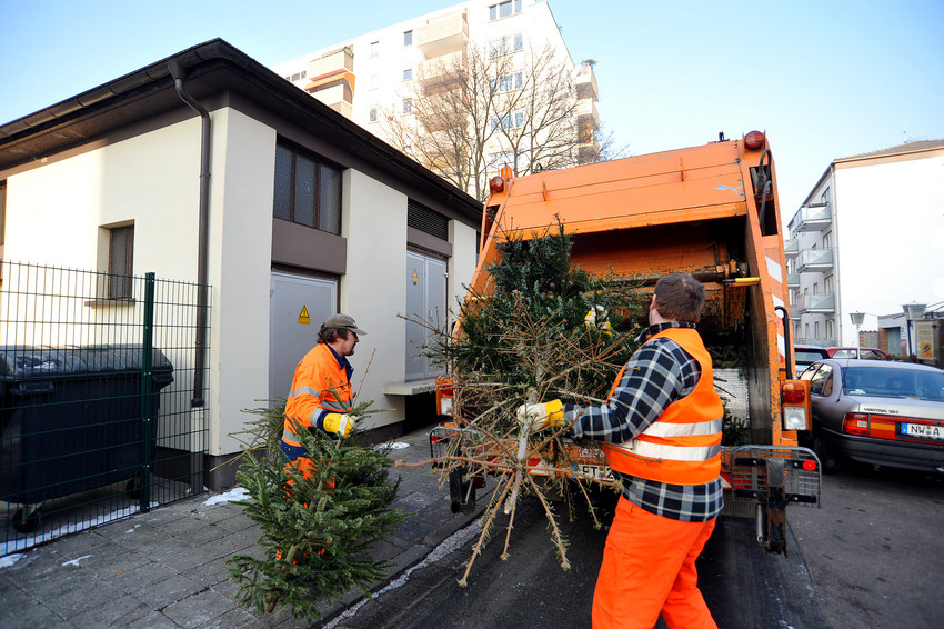 Einsammeln von Weihnachtsbäumen