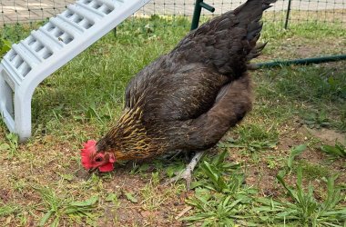Huhn