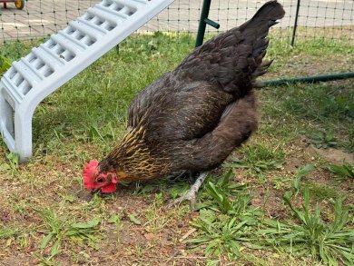 Huhn