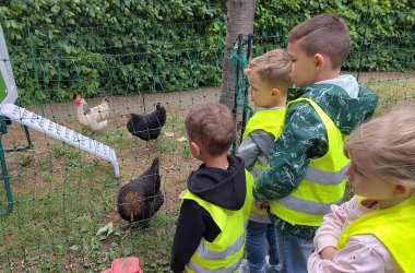 Kinder beobachten Hühner