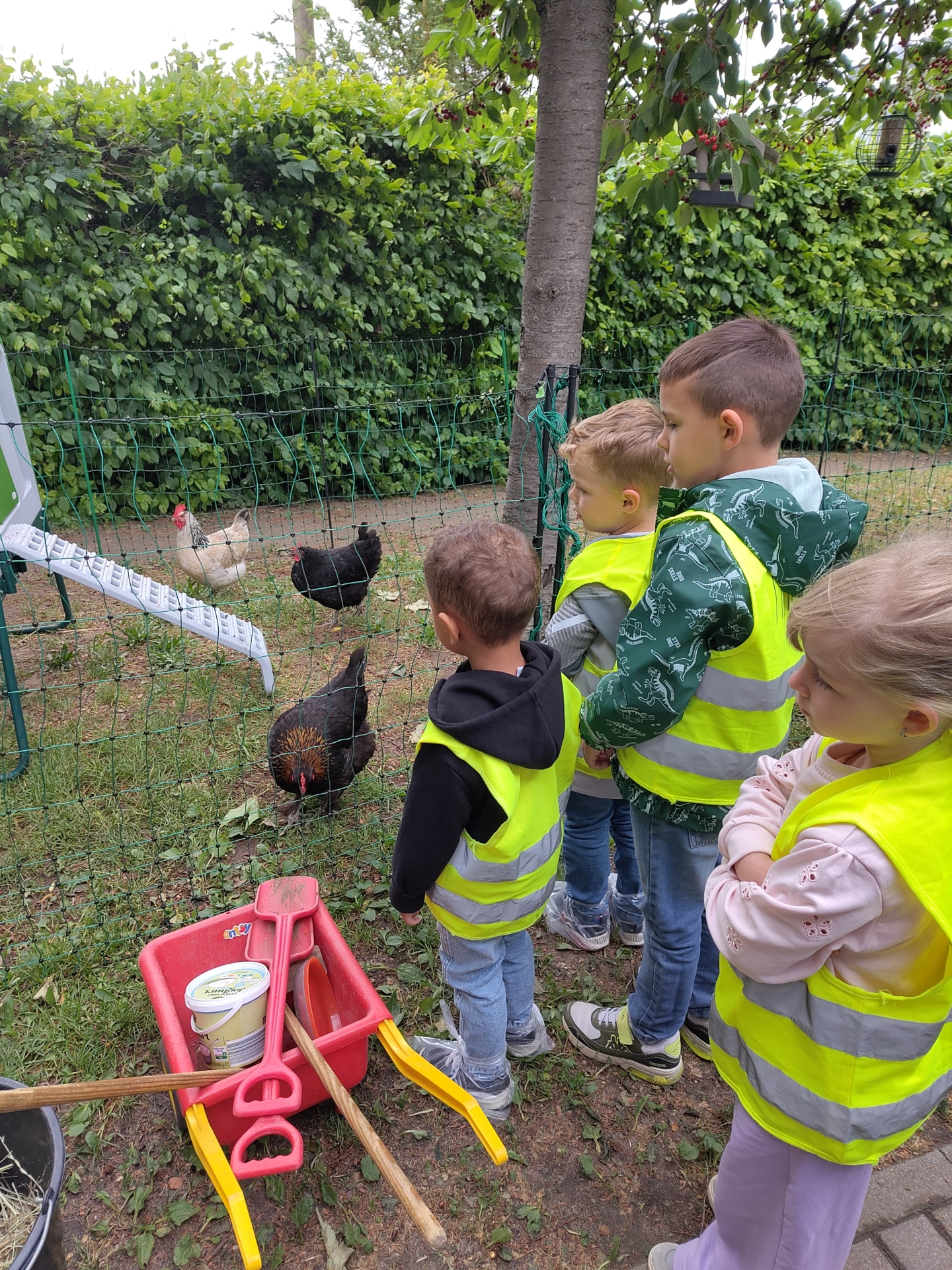 Kinder beobachten Hühner