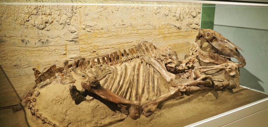 Skelet eines Pferdes aus dem Mittelalter