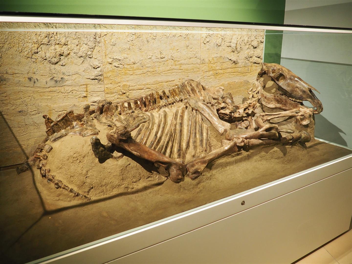 Skelet eines Pferdes aus dem Mittelalter