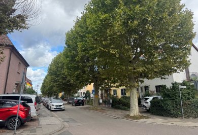 Straßenzug mit Bäumen