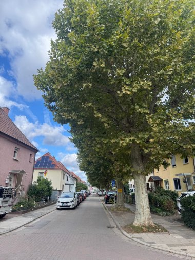 Straßenzug mit Bäumen