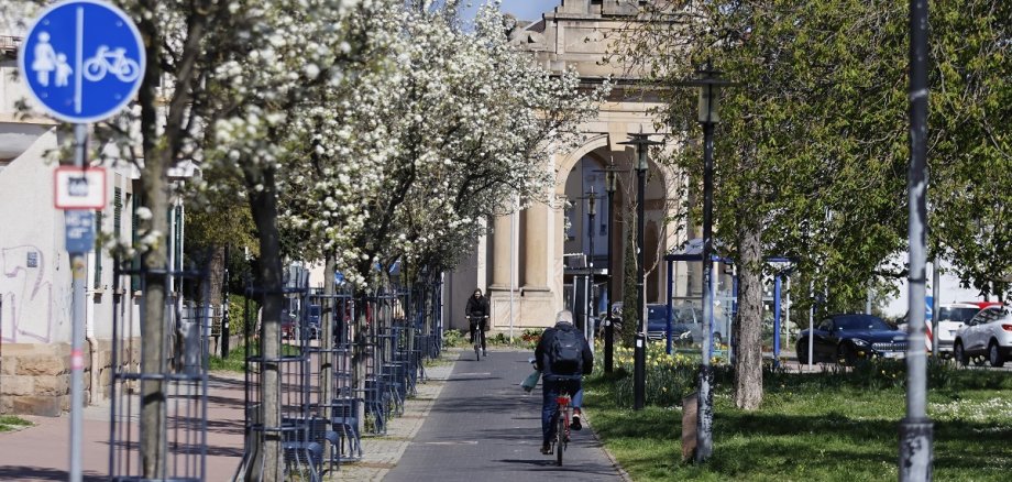 Fahrradweg durch Allee blühender Bäume