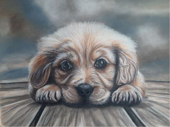 Zu sehen ist ein kleiner Hund