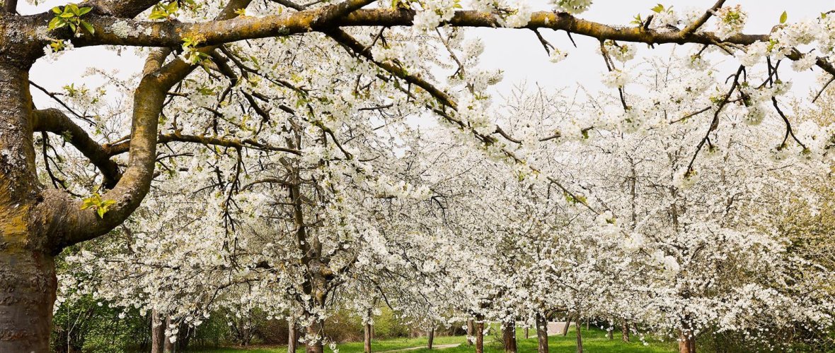 Kleiner Wald im Frühling