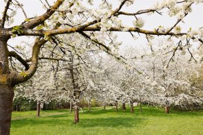 Kleiner Wald im Frühling Kleiner Wald im Frühling