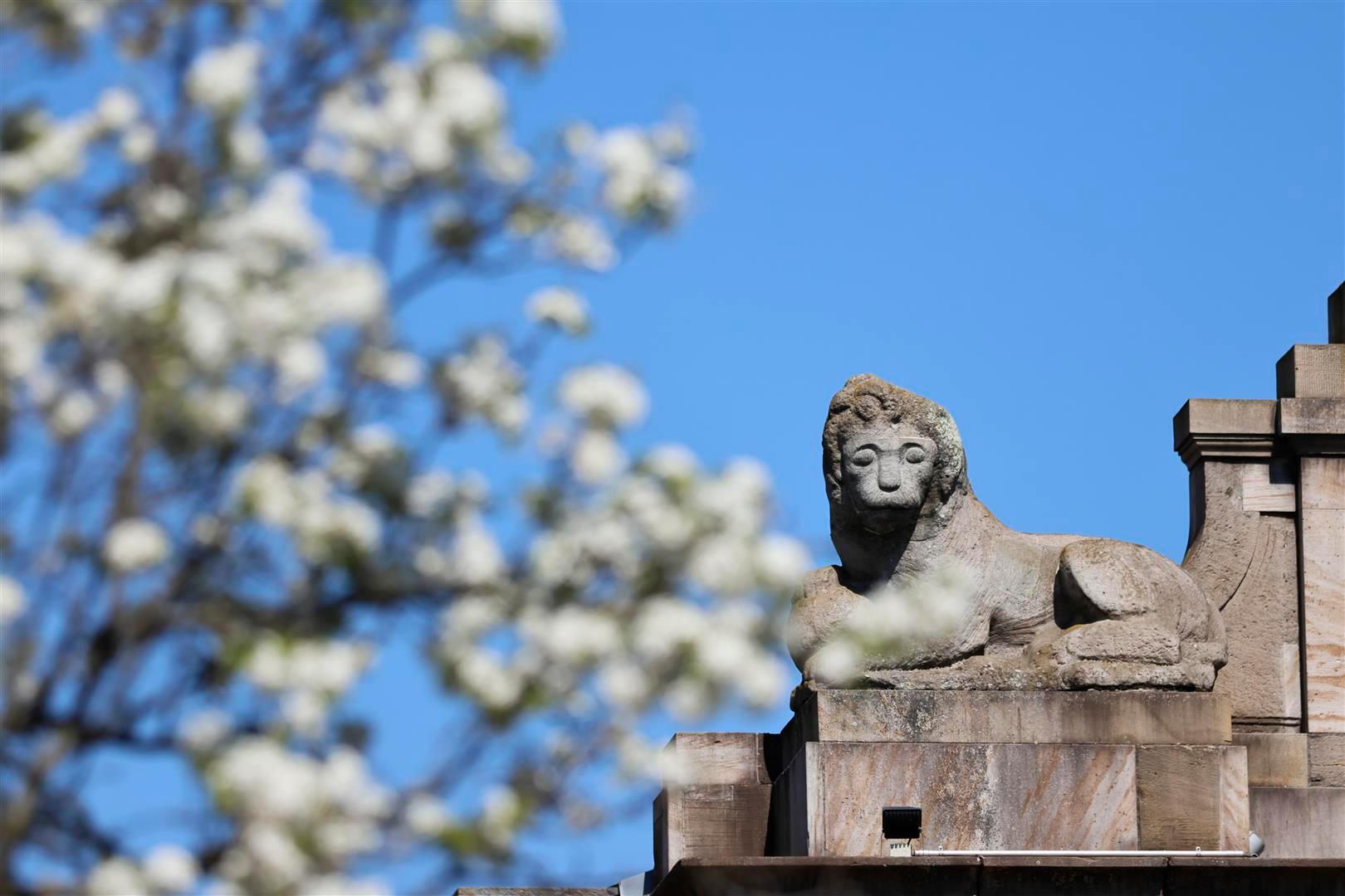 Blühender Baum vor Tor mit Löwe aus Stein