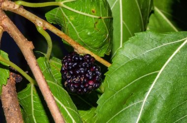 Zweige und grüne Blätter mit schwarzer Frucht