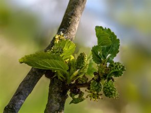 Maulbeerbaum in Frankenthal Ast mit grünen Blättern und Früchten