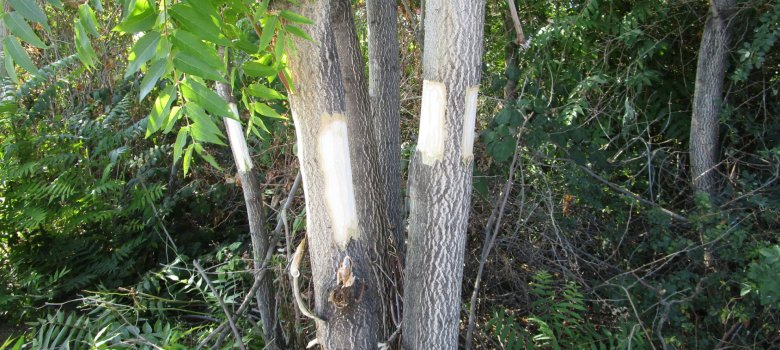 Baum mit eingeschnittener Rinde