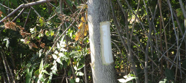 Baumstamm mit entfernter Rinde
