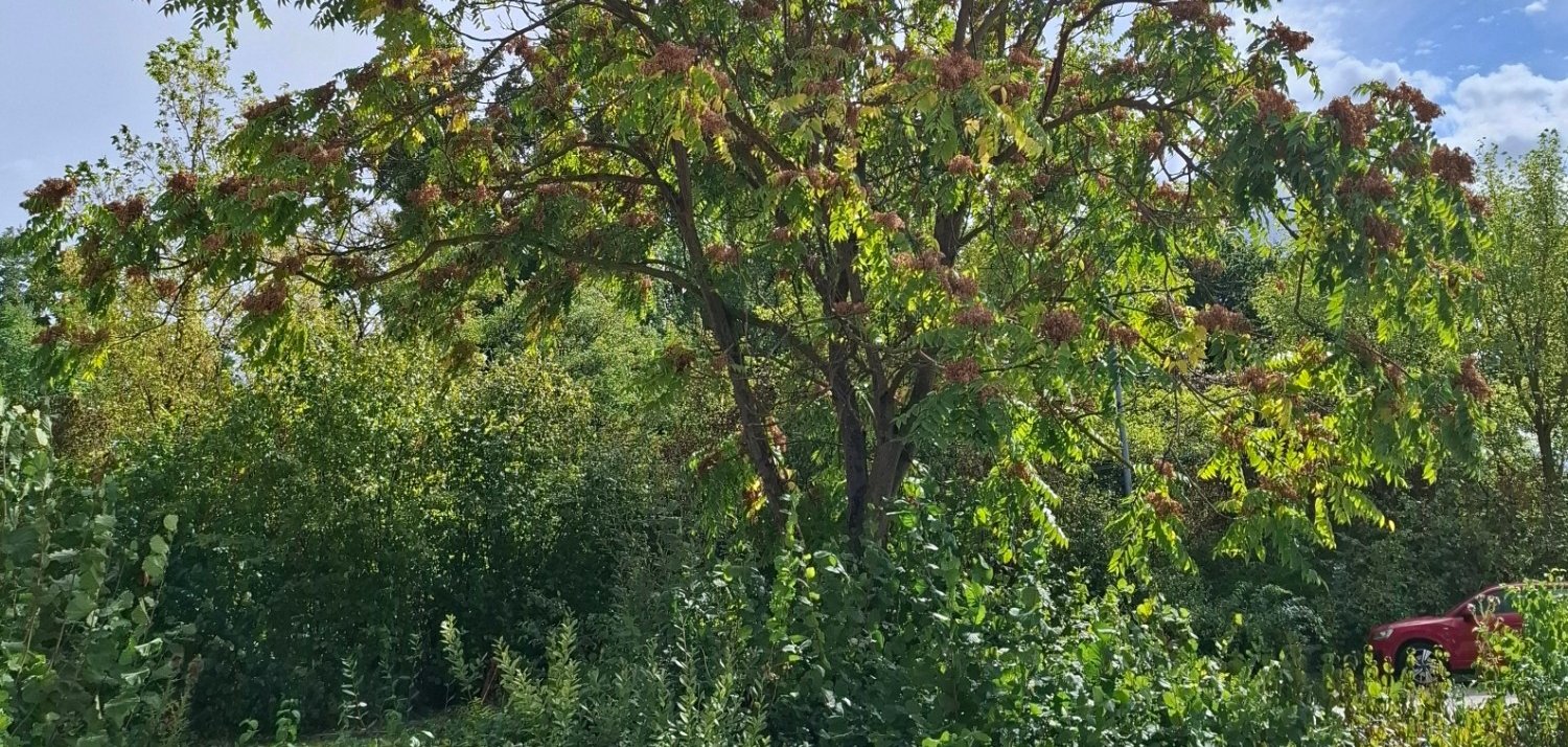 Großer Baum