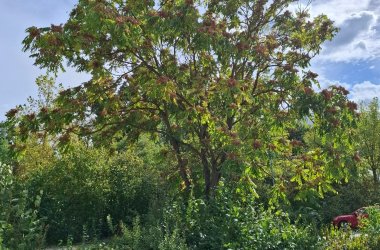 Großer Baum
