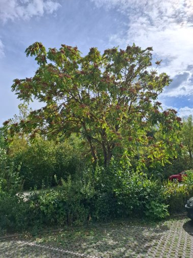 Großer Baum