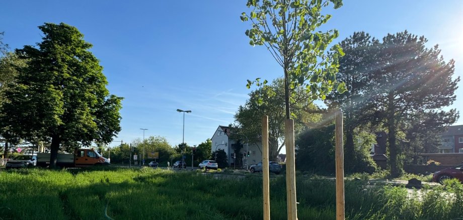 Junger Baum
