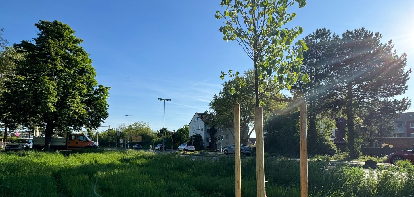 Junger Baum