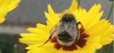 bienenfreundliches rathaus_foto_stadtverwaltung bienenfreundliches rathaus_foto_stadtverwaltung