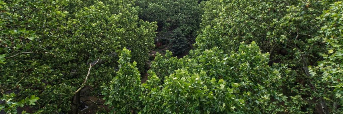 Friedhof_Baumkronen_ Friedhof_Baumkronen_