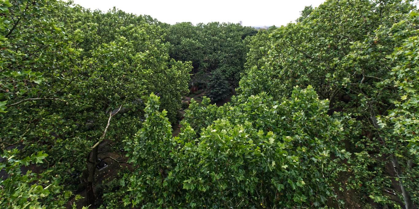 Friedhof_Baumkronen_