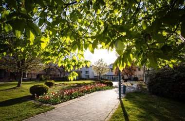 Weg durch einen Park mit Bäumen