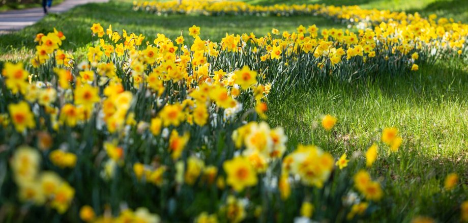 Frühlingswiese mit gelben Osterglocken