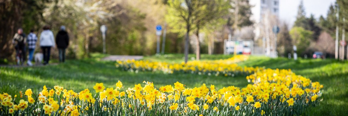 Frühlingswiese mit gelben Osterglocken