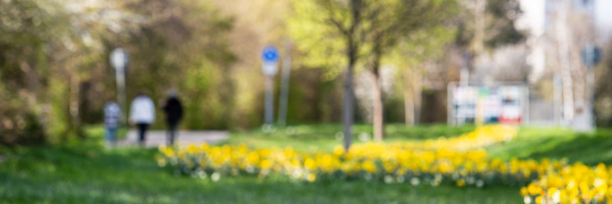 Frühlingswiese mit gelben Osterglocken