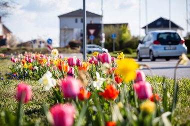 Bunte Tulpen mit Gebäuden im Hintergrund
