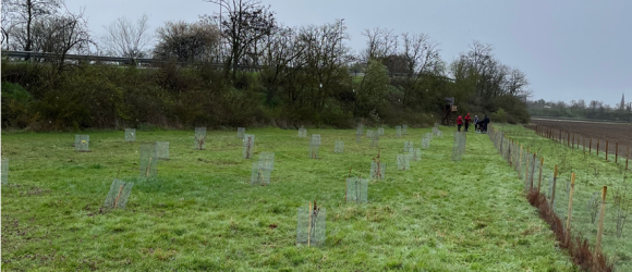 Storchenwald nach der Pflanzung