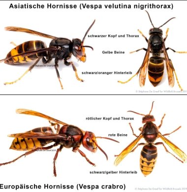 Darstellung von zwei Hornissen-Arten