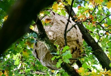 Hornissen-Nest im Baum