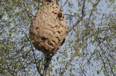 Hornissennest im Baum
