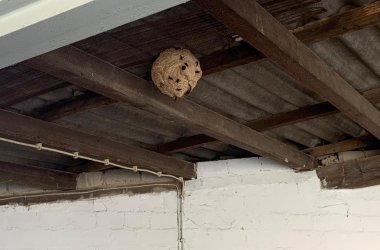 Hornissennest an Holzdecke