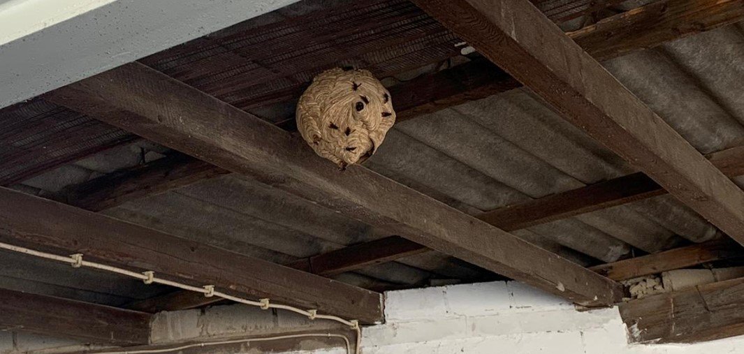 Hornissennest an Holzdecke