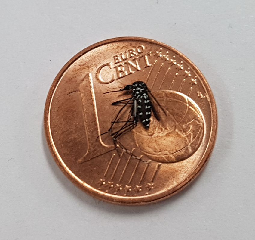 Insekt auf 1-Cent-Münze