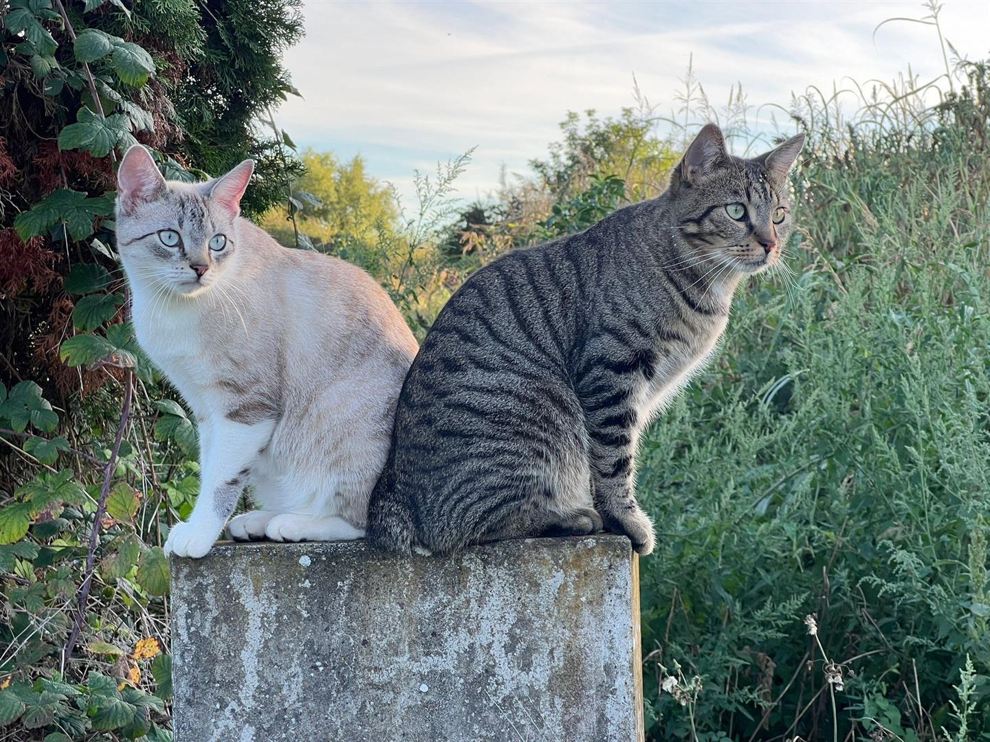 Zwei Katzen sitzen nebeneinander 