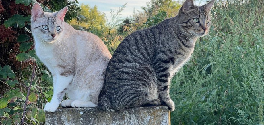 Zwei Katzen sitzen nebeneinander 