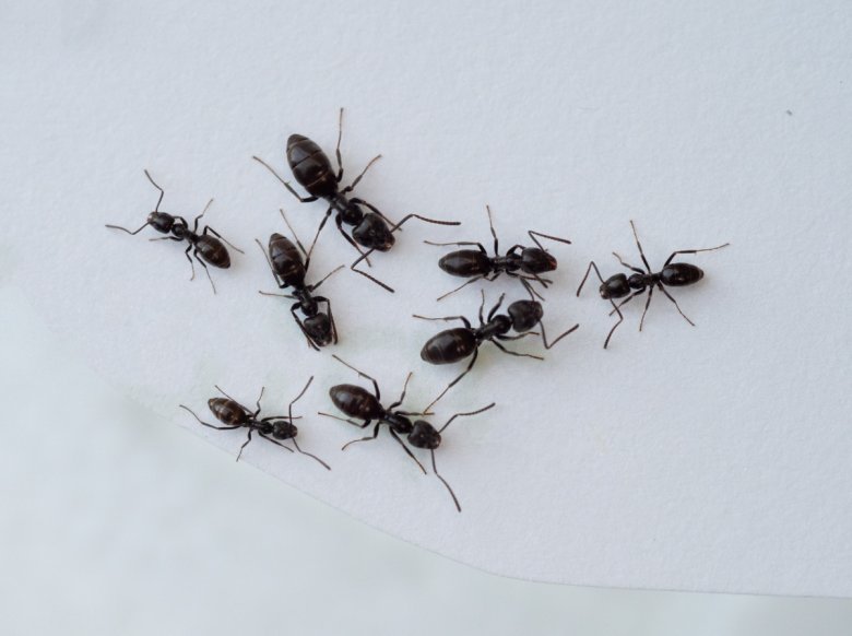 Verschieden große Ameisen auf weißem Untergrund