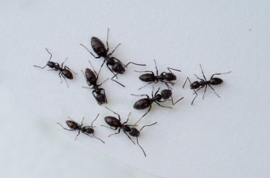 Verschieden große Ameisen auf weißem Untergrund