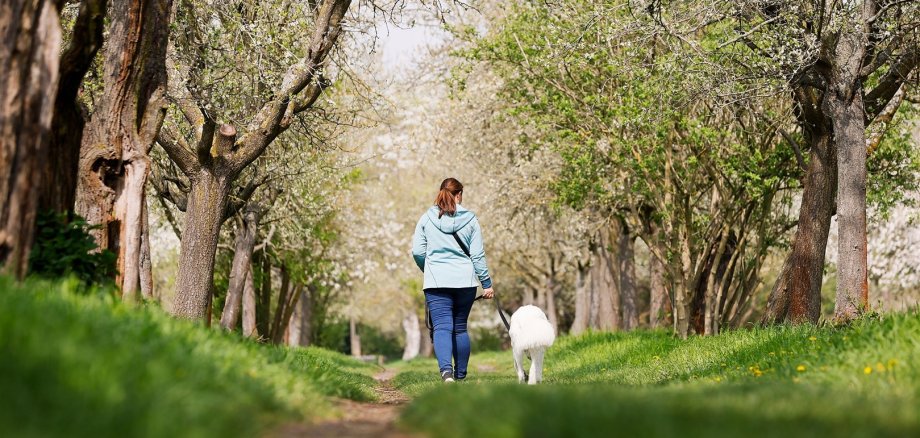 Hund in einer Obstbaumallee