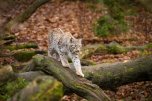 Luchs