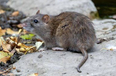 Braune Ratte auf einem Stein