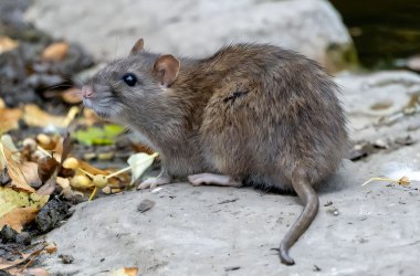 Braune Ratte auf einem Stein