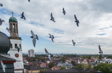 Taubenflug über dem Rathausplatz